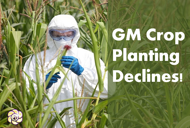 GM crop planting declines for the first time