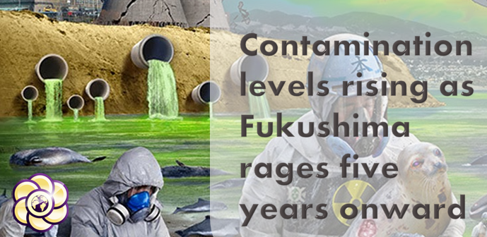 Contamination levels rising as Fukushima rages five years onward