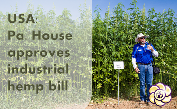 USA: Pa. House approves industrial hemp bill
