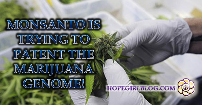 Monsanto is trying to patent the marijuana genome! These people are trying to stop them