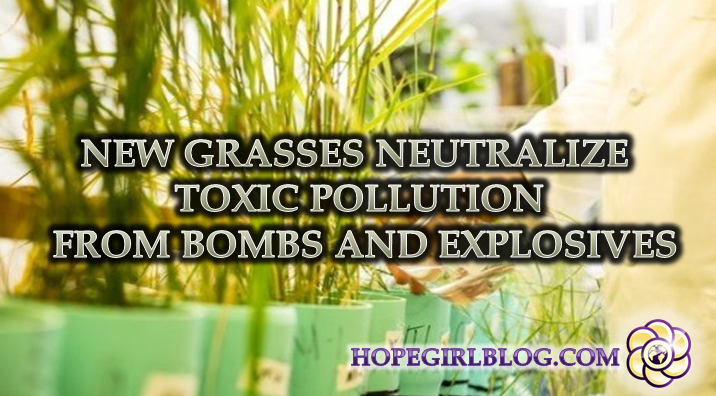 New grasses neutralize toxic pollution from bombs and explosives