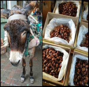 Marrakesh Donkeys and Dates