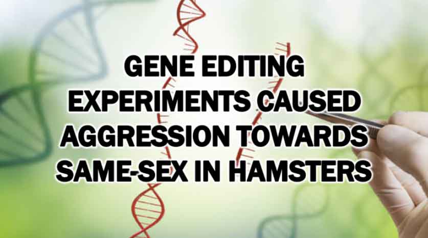 Gene Editing Experiments Caused Aggression Towards Same-Sex in Hamsters