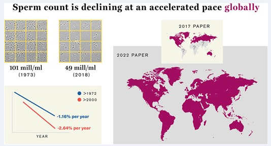 Sperm counts are decreasing at an accelerated pace worldwide