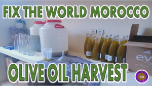 olive oil harvest fix the world morocco