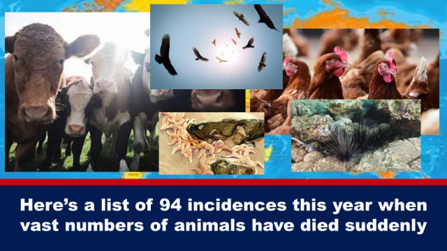 Here’s a list of 94 incidences this year when vast numbers of animals have died suddenly