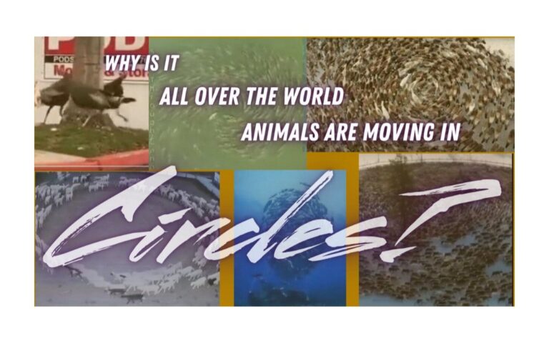 What is Causing Animals To Walk In Circles