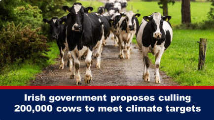 Irish government proposes culling 200,000 cows to meet climate targets