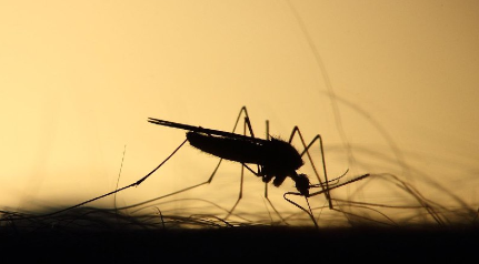 A Company Just Released 150K Genetically Modified Mosquitoes in the U.S.