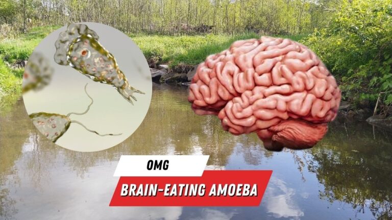 brain eating ameba