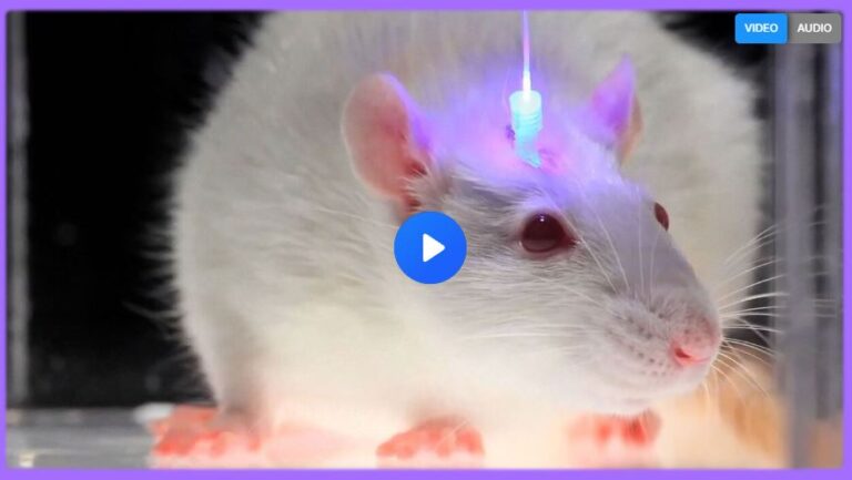 optogenetics