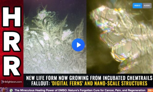 New life form now growing from incubated chemtrails fallout: ‘DIGITAL FERNS’ and nano-scale structures