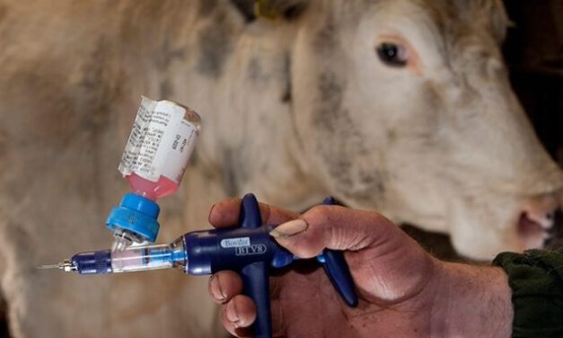 Bill Gates Unveils New mRNA-Lipid Nanoparticle Jabs for Billions of Cows