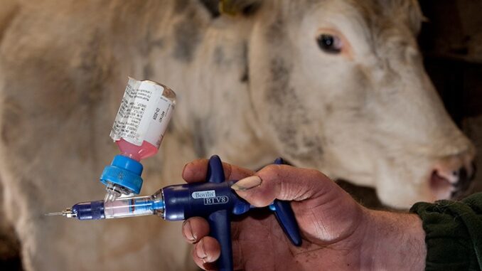 Bill Gates Unveils New mRNA-Lipid Nanoparticle Jabs for Billions of Cows