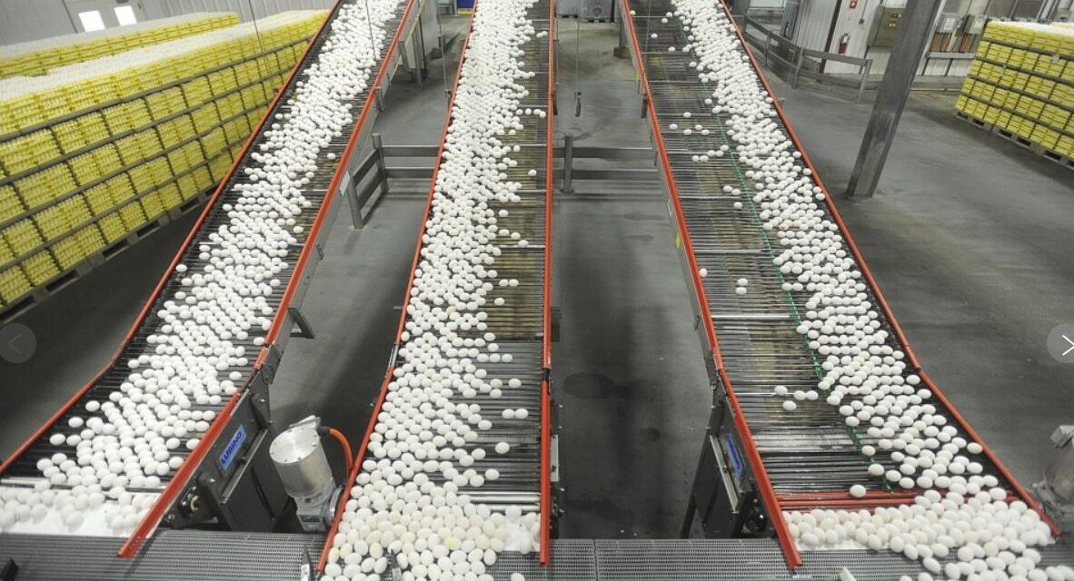 Egg prices could jump 41% this year, USDA says, as Trump’s bird flu plan is unveiled