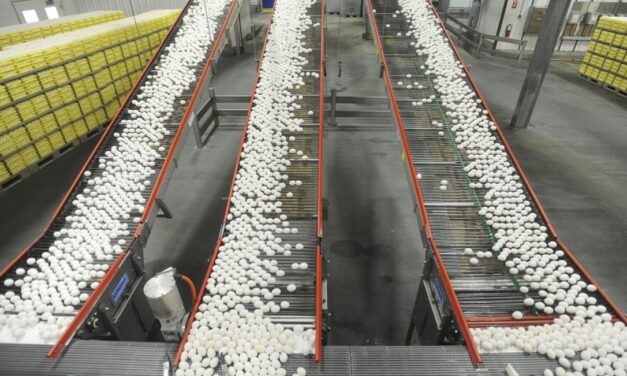 Egg prices could jump 41% this year, USDA says, as Trump’s bird flu plan is unveiled