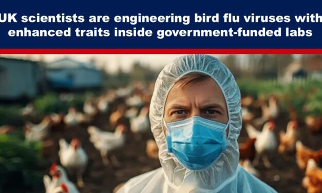 UK scientists are engineering bird flu viruses with enhanced traits inside government-funded labs