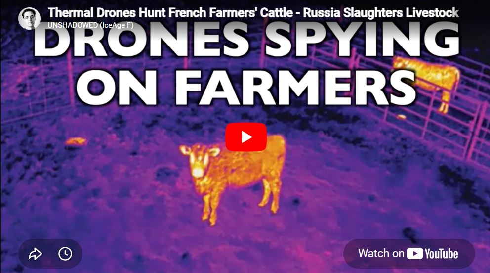 french cattle