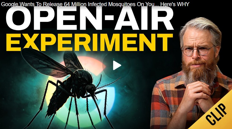 mozzies google
