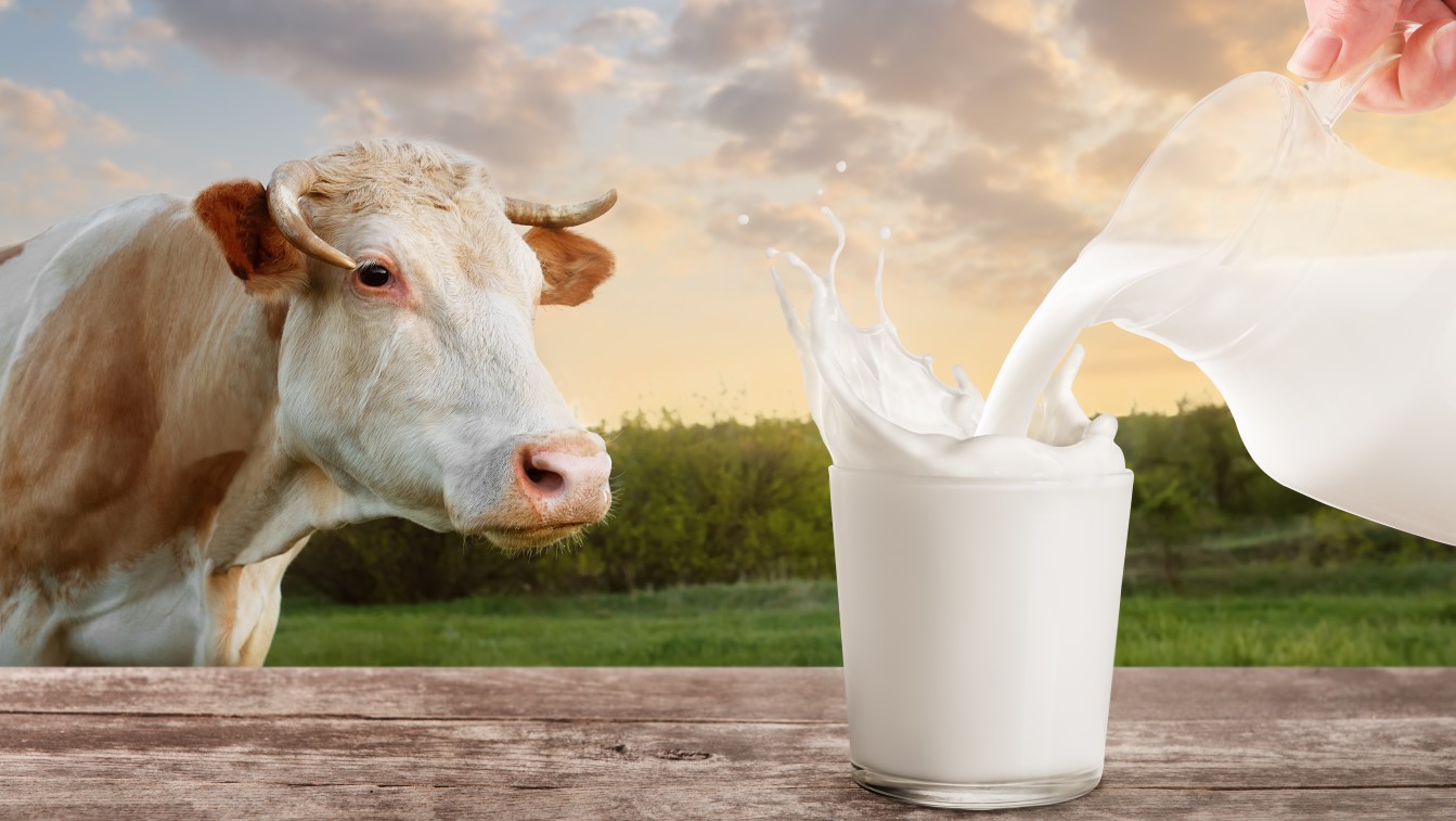 cow milk