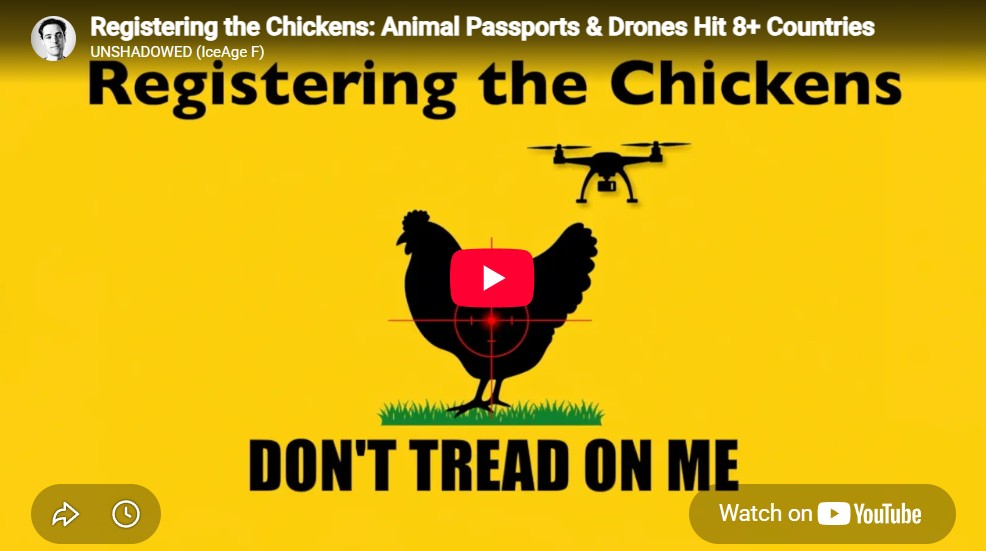 chickens