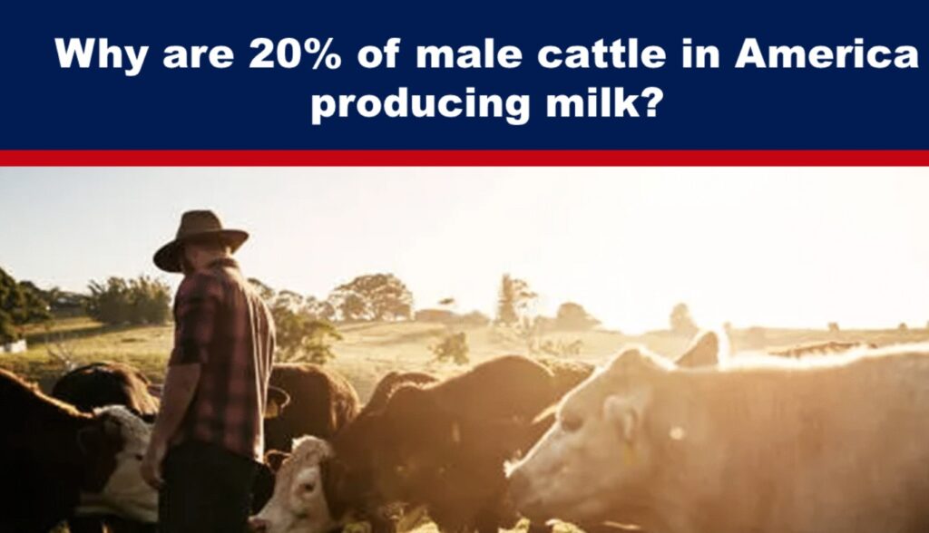 cattle