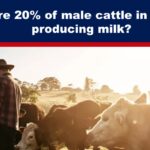 Why are 20% of male cattle in America producing milk?