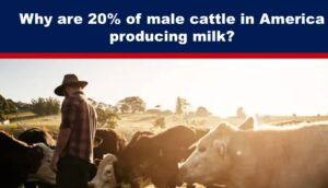 cattle